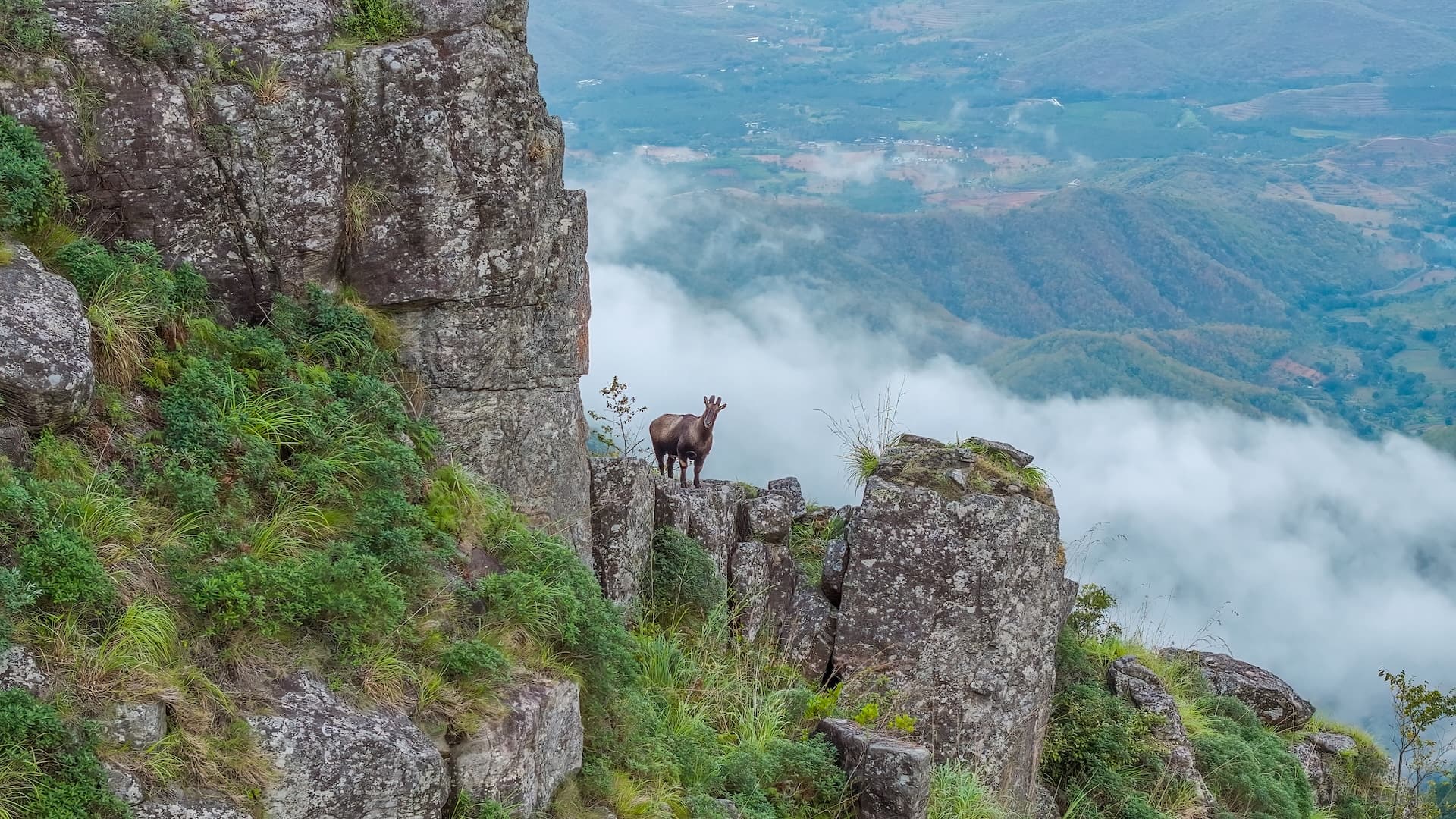 Nilgiris: A Shared Wilderness